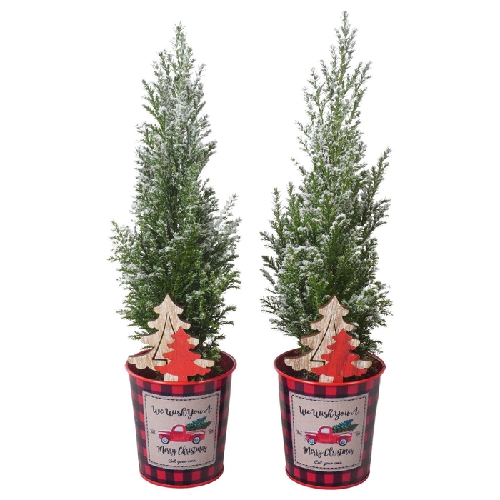 <h4>PTK25182 Ellwoodii met sneeuw in zink met decoratie</h4>