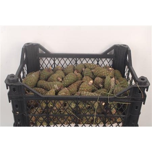 Pinea Small Fresh X120