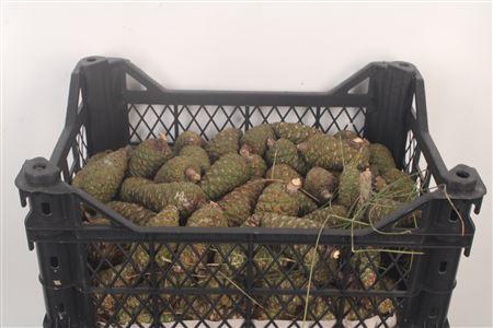 <h4>Pinea Small Fresh X120</h4>