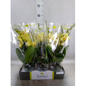 Phalaenopsis   ...yellow