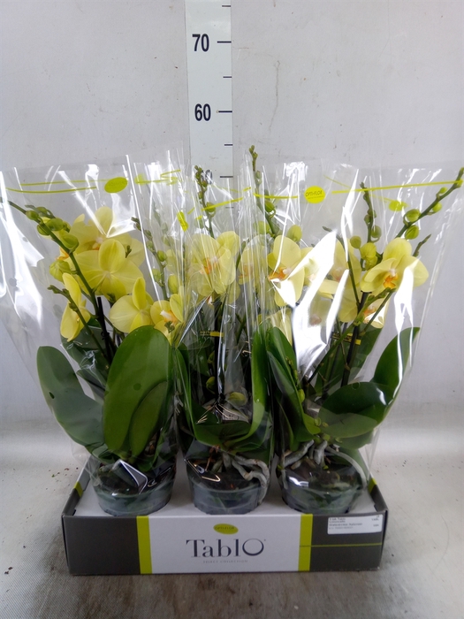 <h4>Phalaenopsis   ...yellow</h4>