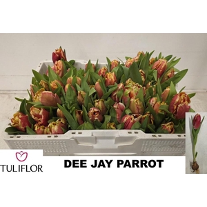 TU PA DEE JAY PARROT