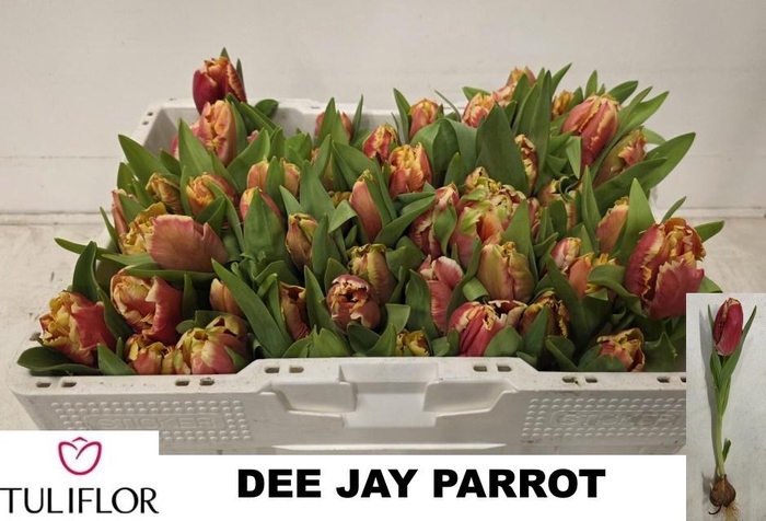 <h4>TU PA DEE JAY PARROT</h4>