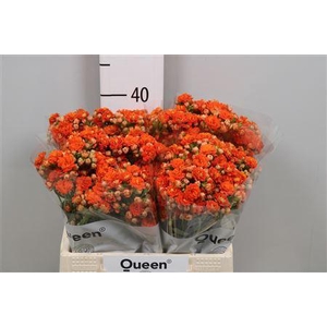 Kalanchoe  'Brilliant Orange Meado'