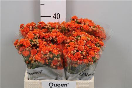 <h4>Kalanchoe  'Brilliant Orange Meado'</h4>