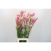 Nerine Mix