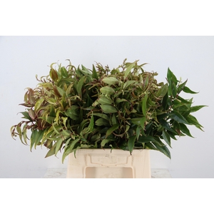 LEUCOTHOE RAINBOW  045CM