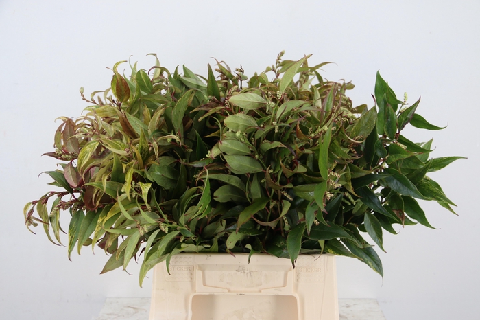 <h4>LEUCOTHOE RAINBOW  045CM</h4>