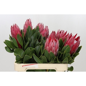 PROTEA CY MADIBA