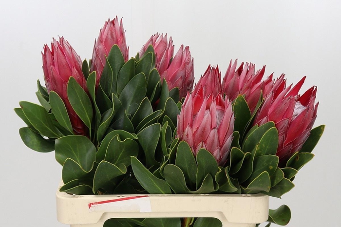 <h4>PROTEA CY MADIBA</h4>