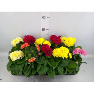 Dahlia ...mix