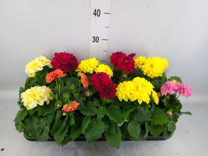 <h4>Dahlia   ...mix</h4>