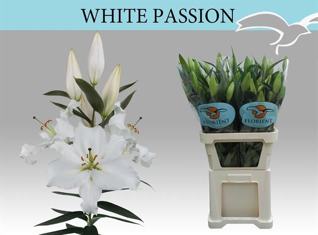 <h4>Li Or White Passion</h4>