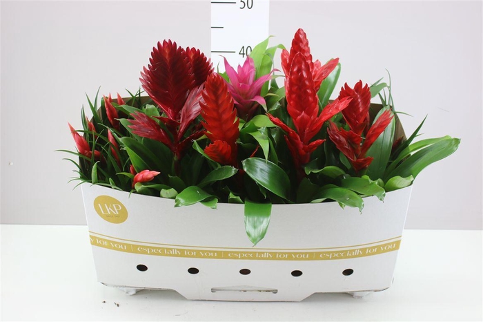 <h4>Bromelia Gemengd</h4>