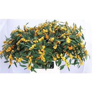 Euph F T Cream Yellow River