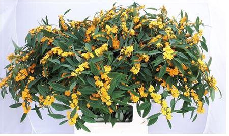 <h4>Euph F T Cream Yellow River</h4>