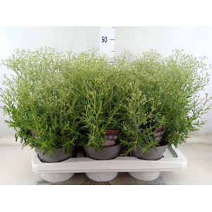 Gypsophila panic. 'Summer Sparkles'