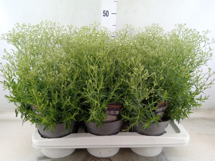 <h4>Gypsophila panic. 'Summer Sparkles'</h4>