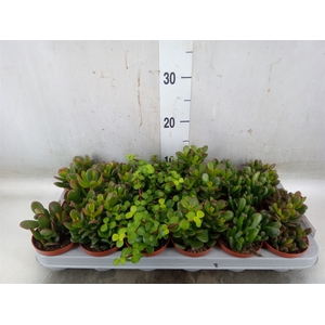 Crassula   ...mix