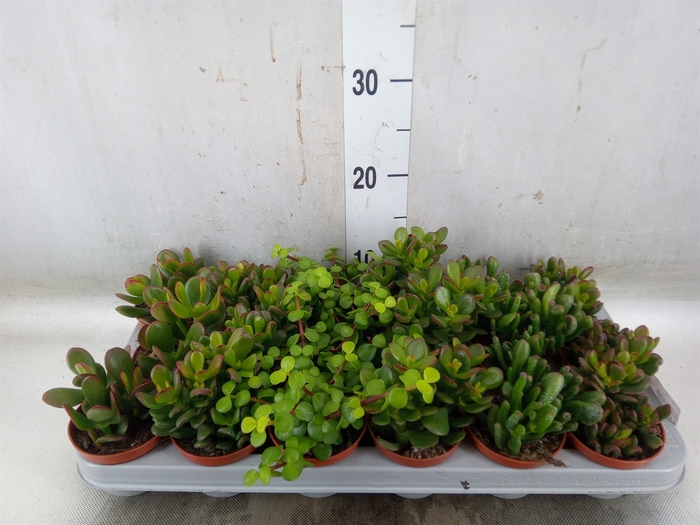 <h4>Crassula   ...mix</h4>