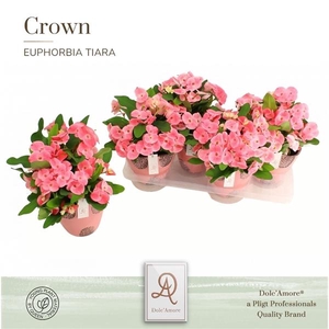 Euphorbia (Milii Grp) 'Charlotte'
