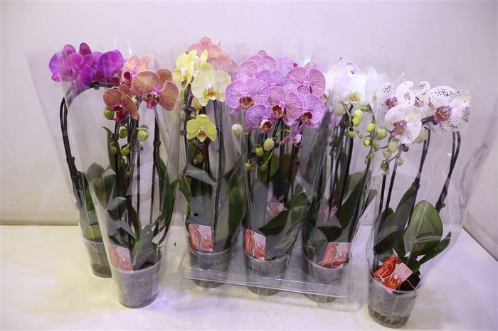<h4>arr8 Phal El Cascade</h4>
