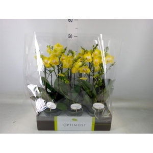 Phalaenopsis multi. 'Ant Arezzo'