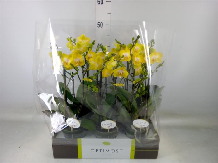 <h4>Phalaenopsis multi. 'Ant Arezzo'</h4>