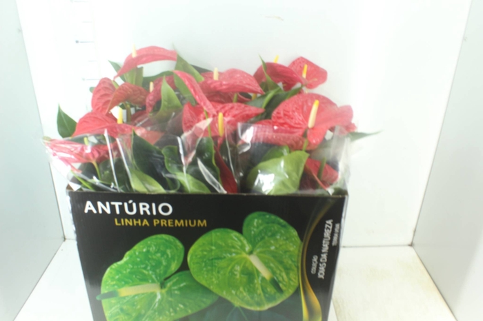 <h4>ANTHURIUM MICHIGAN P17 PREMIUM</h4>