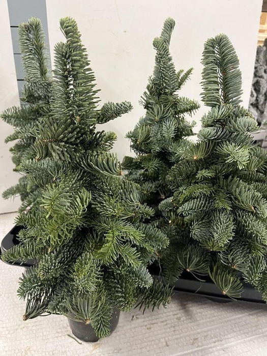 <h4>OVERIG BOMEN</h4>