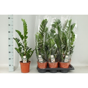 ZAMIO ZAMIIFOLIA