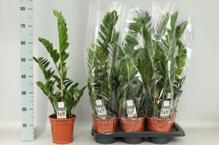 <h4>ZAMIO ZAMIIFOLIA</h4>