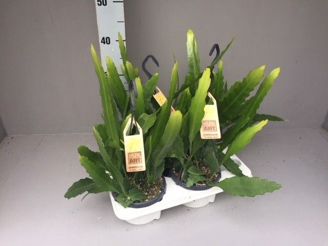 <h4>Epiphyllum</h4>