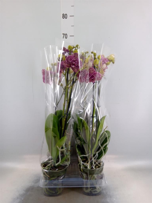 <h4>Phalaenopsis  'Wildcat'</h4>