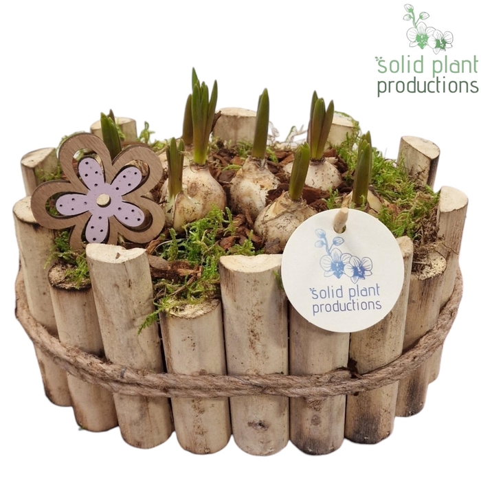 <h4>HMU003 Bologna Small Muscari</h4>