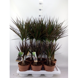 Dracaena marg. 'Magenta'