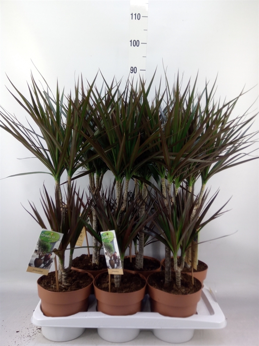 <h4>Dracaena marg. 'Magenta'</h4>