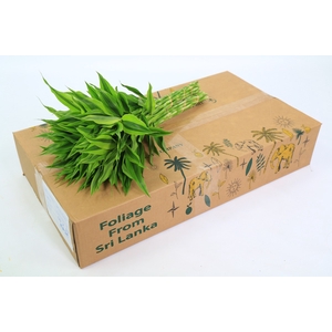 Dracaena Sanderiana Gold