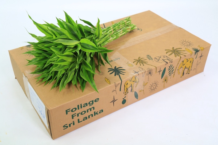 <h4>Dracaena Sanderiana Gold</h4>