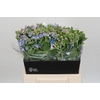 Oxypetalum Tweedia Blue