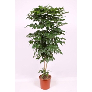 Radermachera hainanensis