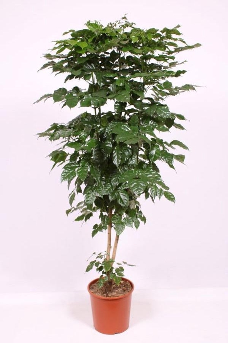 <h4>Radermachera hainanensis</h4>