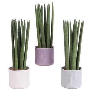 Sansevieria Cylindrica Straight 10 Leaf Ø13cm Ceramic SE570