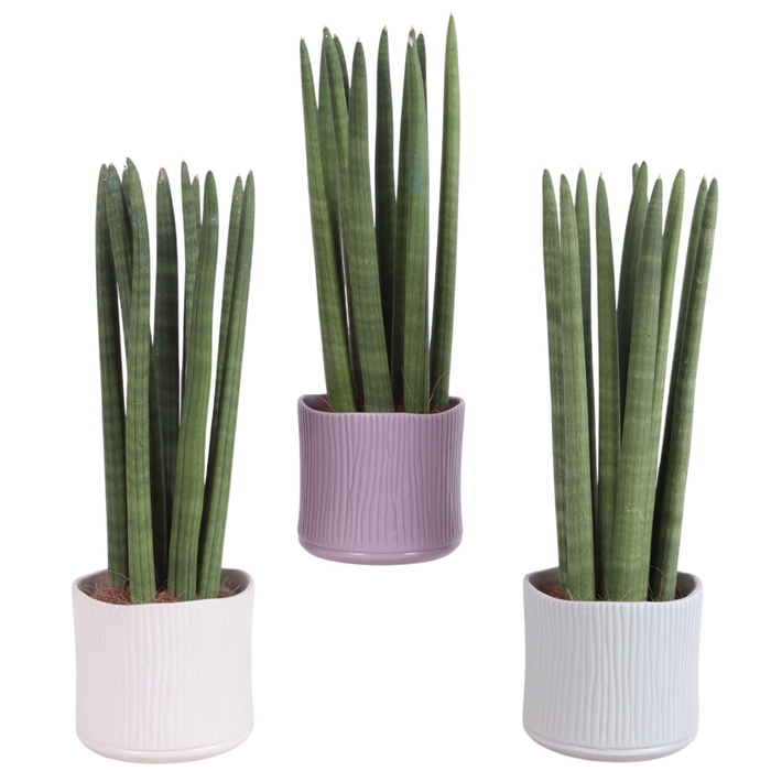 <h4>Sansevieria Cylindrica Straight 10 Leaf Ø13cm Ceramic SE570</h4>
