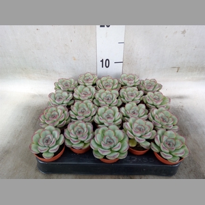 Echeveria   ...