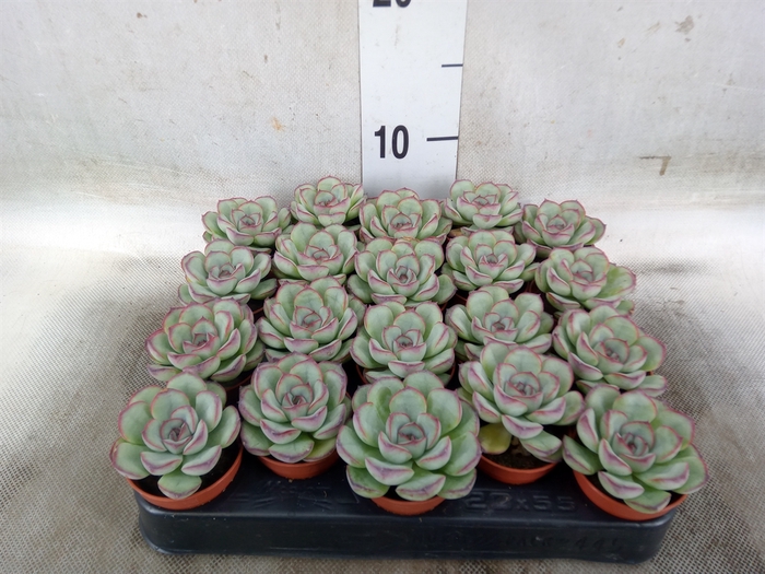<h4>Echeveria   ...</h4>
