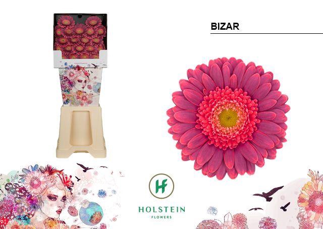 <h4>Germini Bizar Diamond</h4>