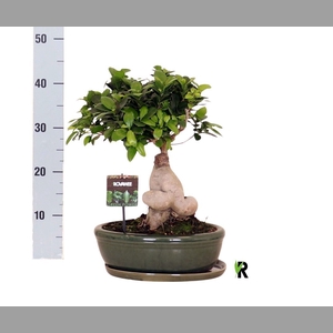 Ficus microcarpa 'Ginseng'