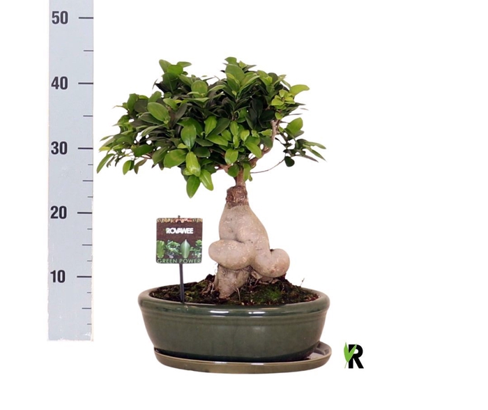 <h4>Ficus microcarpa 'Ginseng'</h4>