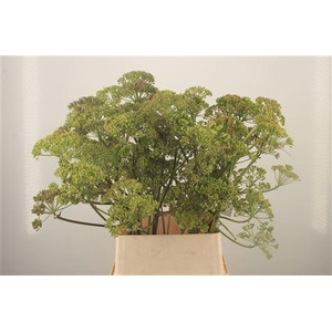 Ferule Zaaddoos 100cm Per Stem